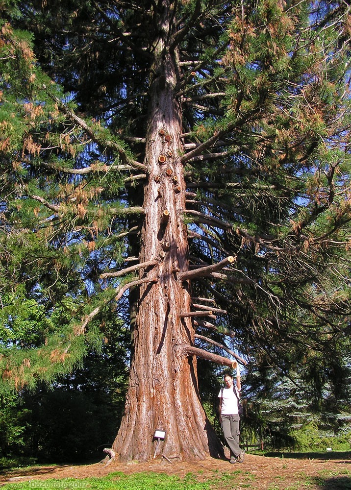 Mamutfeny� a Sz�palmapusztai arbor�tumban...