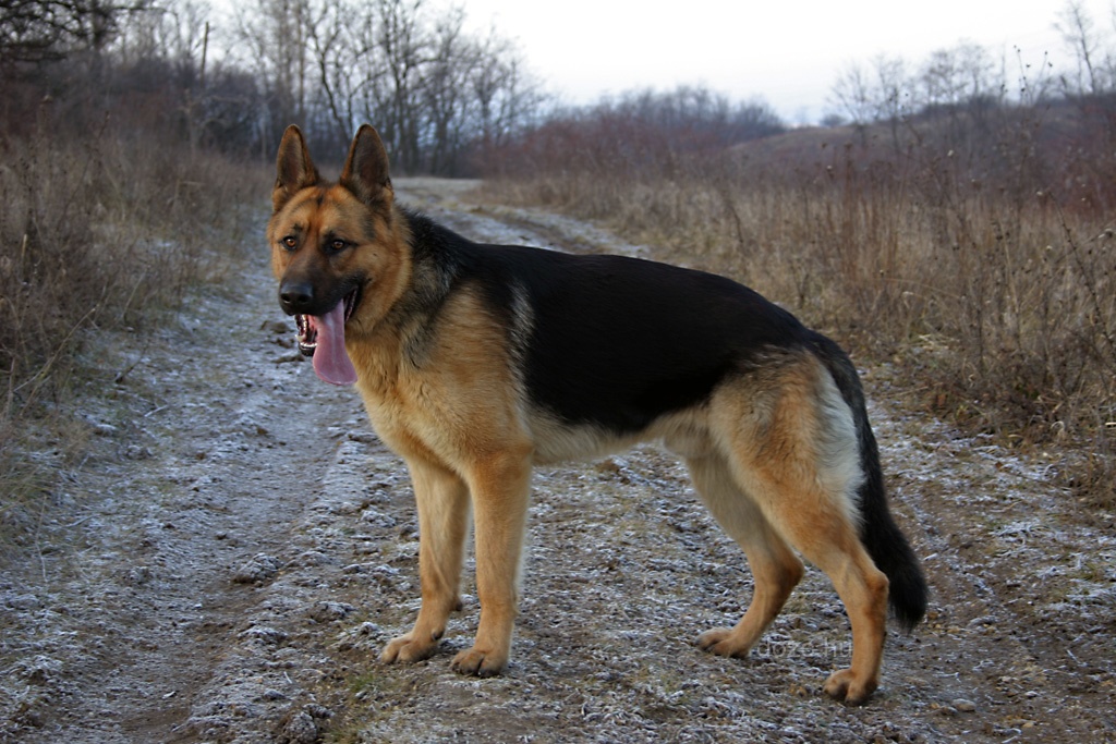 Egy nemes�tett farkas
