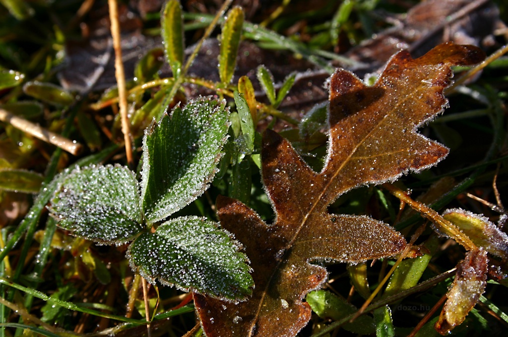 Hideg reggel a Cserh�tban
