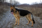 Egy nemes�tett farkas