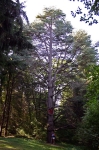 A Tuzson arbor�tum f� �kess�ge az Atlasz c�drus