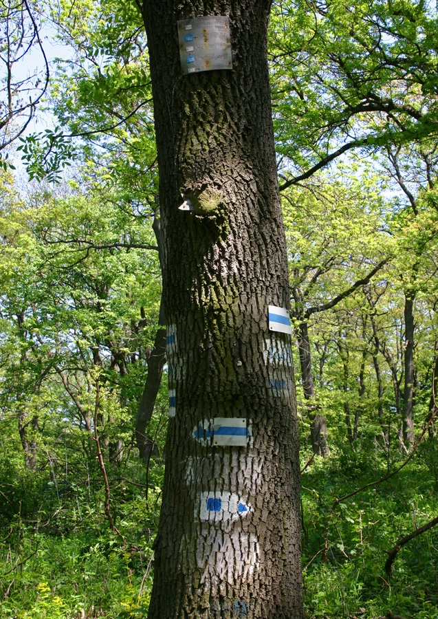 2009-04-25 Forgalomirányító a Vértesben