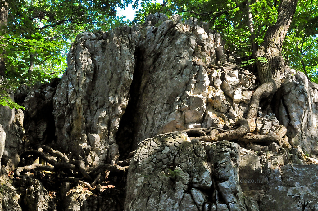 2009-07-06 Gyökerek
