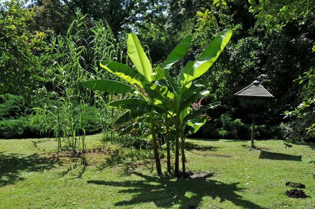 2009-07-26 Erdőtelki arborétum