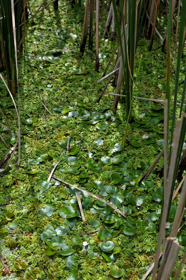 2009-07-26 Tisza-tó: békatutaj és rucaöröm szőnyeg a tavon
