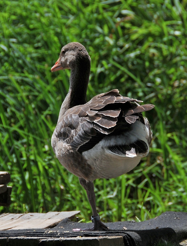 2009-07-26 Tisza-tó: nyári lúd