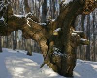 2009-01-03 Fa matuzsálem (Nagy-Hideg-hegy)