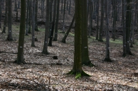 2009-03-08 Számontartott fák