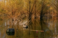 2009-04-04 Fehérvárcsurgó, távirányítású pecabot