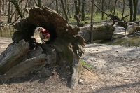 2009-04-04 Gaja-szurdok (Bodajk mellett)