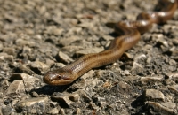 2009-04-25 "Gyalogos" átkelés az úttesten