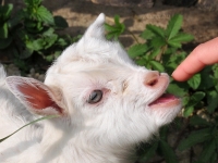 2009-05-02 Biofarm Felsőszenterzsébeten