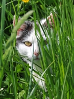 2009-05-02 Macsek