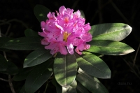 2009-05-16 Jeli arborétum