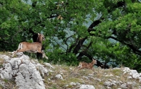 2009-06-06 Felriasztott névadók a vértesi Muflon-bércen (távoli fotó)