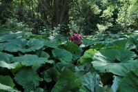 2009-07-05 Flóra-forrás felé (Bükk)
