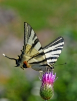 2009-07-18 Kardos lepke