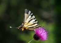 2009-07-18 Kardos lepke