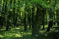 2009-07-26 Erdőtelki arborétum, éger erdő