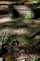 2009-10-03  Remete-kút (Bükk)