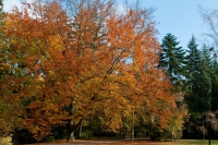 2009-10-31 Park Miskolctapolcán