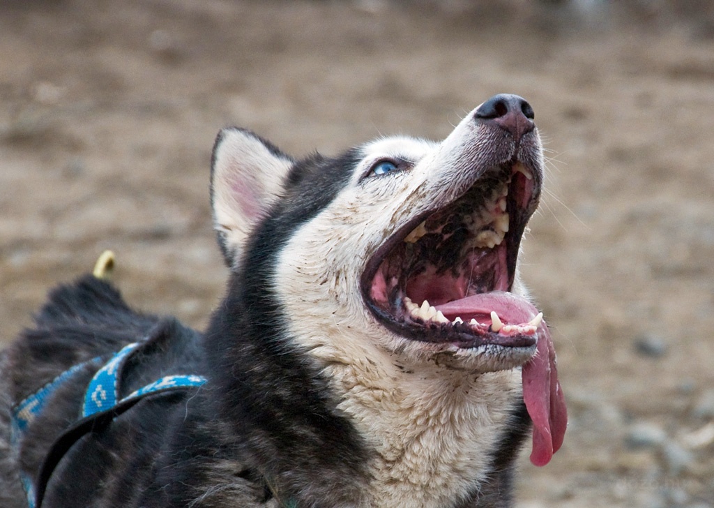 Gazdirajong husky