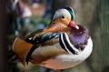 Mandarin réce pózol a látogatóknak