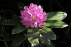 Jeli arbortum